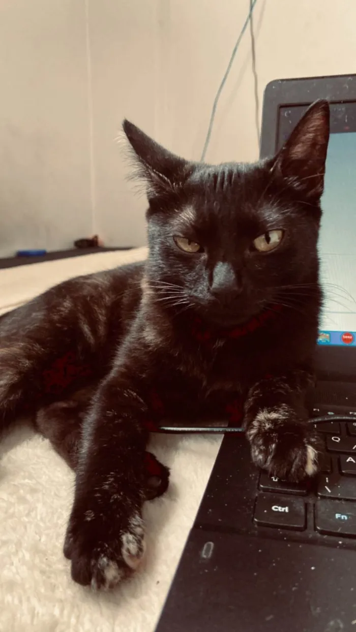 Gato ra a SRD-ViraLata idade 2 a 6 meses nome Haiana