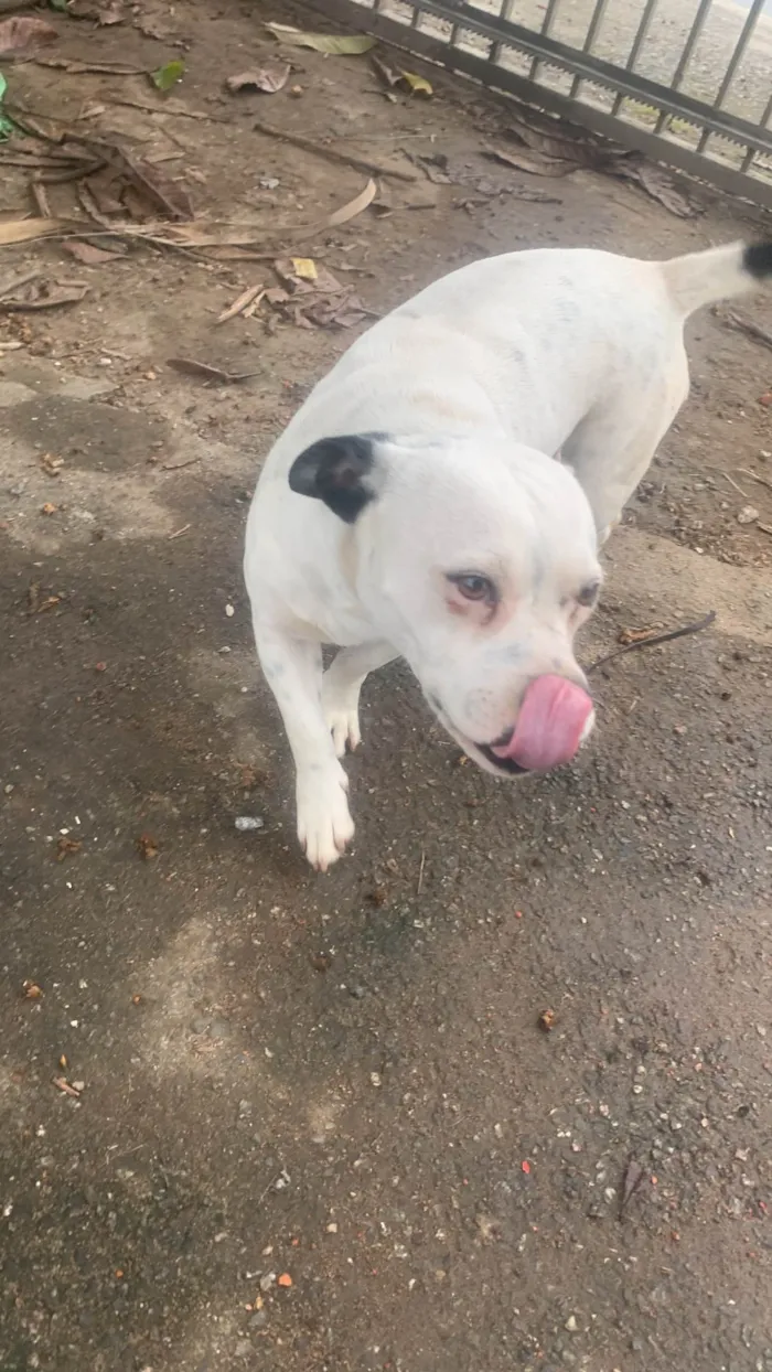 Cachorro ra a Pit-Bull idade 3 anos nome Thor e Ravena 