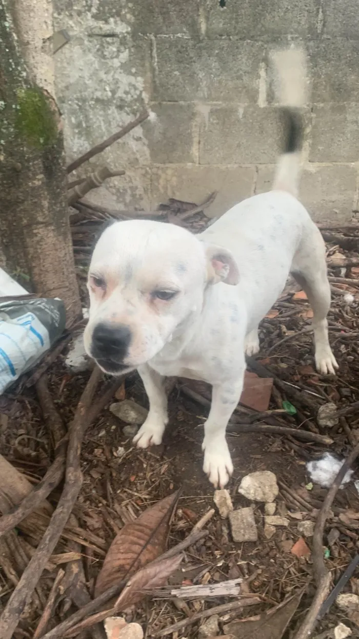 Cachorro ra a Pit-Bull idade 3 anos nome Thor e Ravena 
