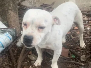 Cachorro raça Pit-Bull idade 3 anos nome Thor e Ravena 