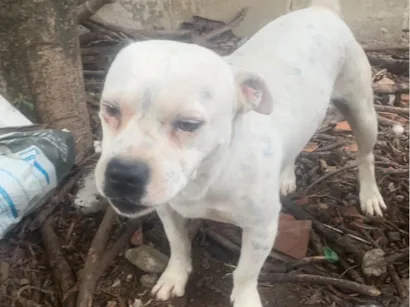 Cachorro raça Pit-Bull idade 3 anos nome Thor e Ravena 