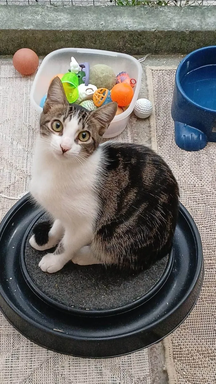 Gato ra a SRD-ViraLata idade 2 a 6 meses nome Cookie 