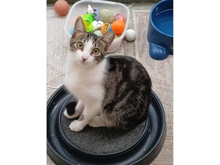 Gato ra a SRD-ViraLata idade 2 a 6 meses nome Cookie 
