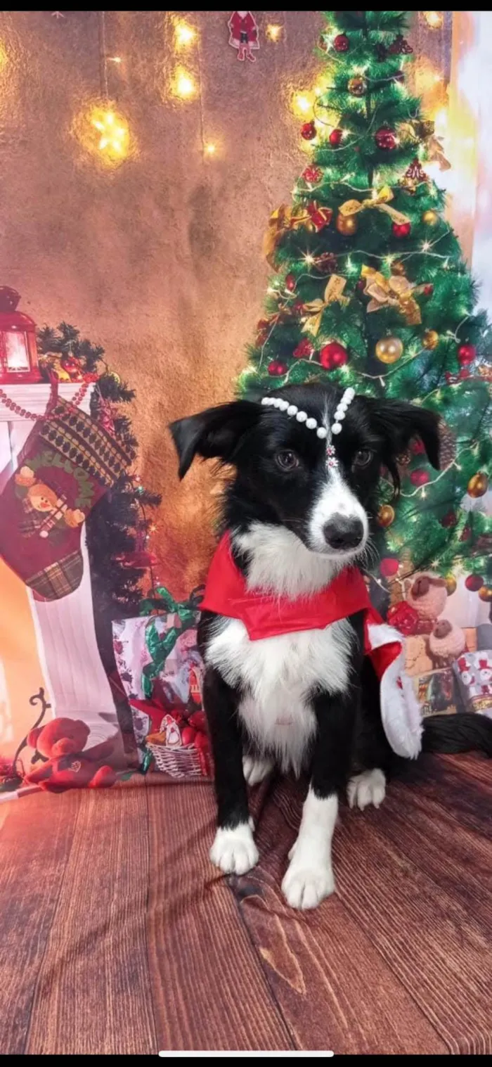 Cachorro ra a SRD-ViraLata idade 4 anos nome Lupita
