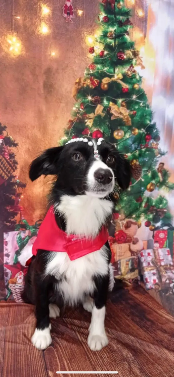 Cachorro ra a SRD-ViraLata idade 4 anos nome Lupita