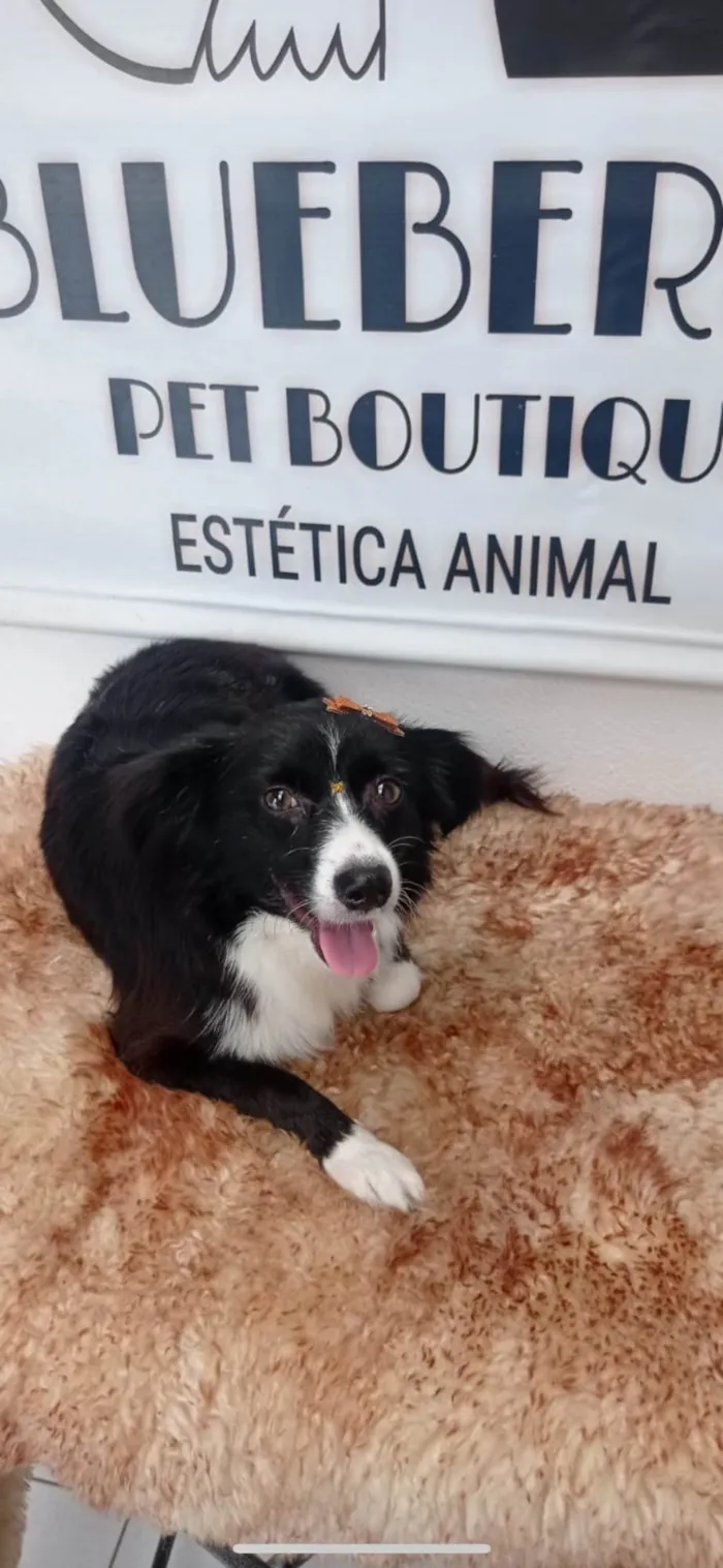 Cachorro ra a SRD-ViraLata idade 4 anos nome Lupita