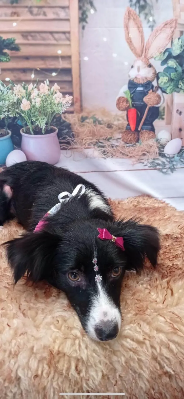 Cachorro ra a SRD-ViraLata idade 4 anos nome Lupita