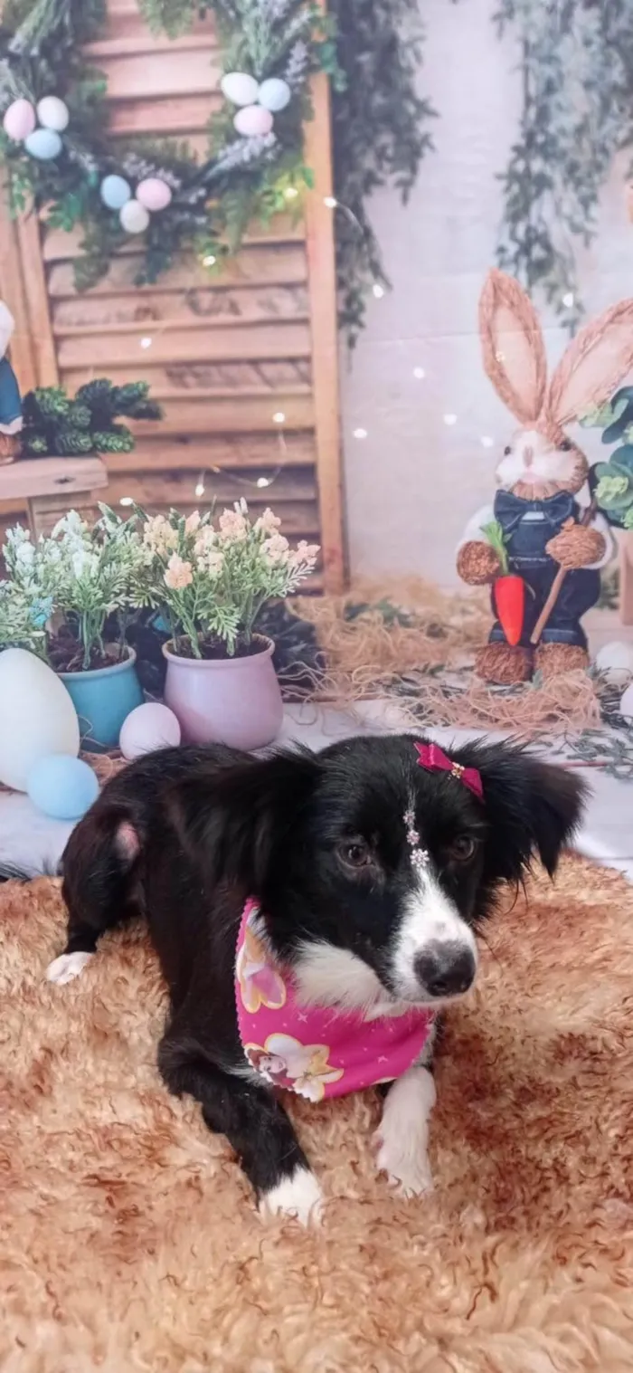 Cachorro ra a SRD-ViraLata idade 4 anos nome Lupita