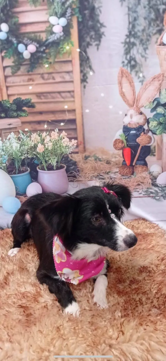 Cachorro ra a SRD-ViraLata idade 4 anos nome Lupita