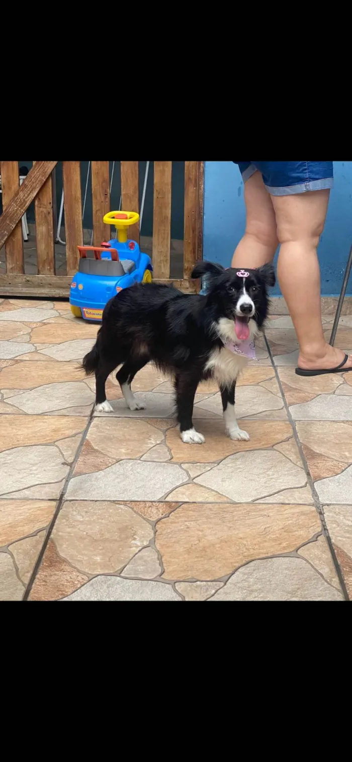Cachorro ra a SRD-ViraLata idade 4 anos nome Lupita