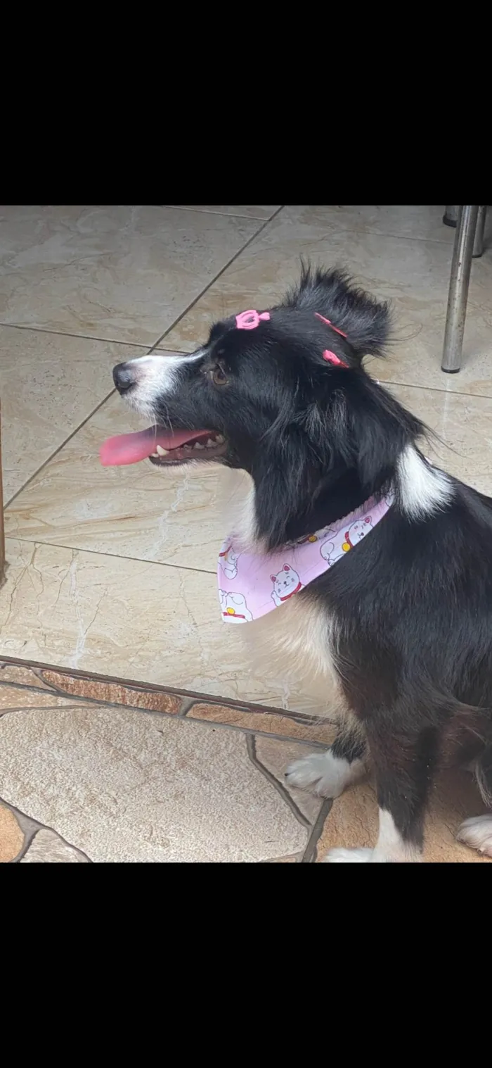 Cachorro ra a SRD-ViraLata idade 4 anos nome Lupita