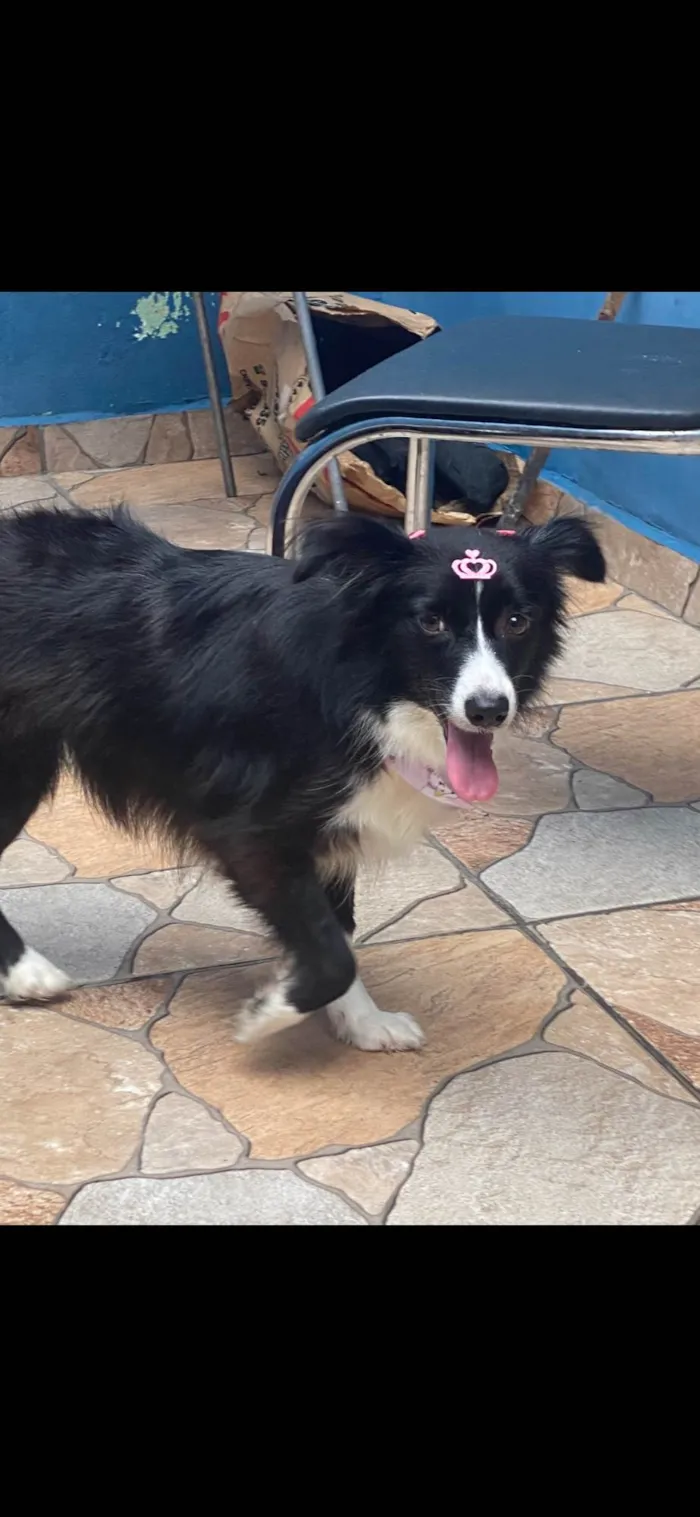 Cachorro ra a SRD-ViraLata idade 4 anos nome Lupita