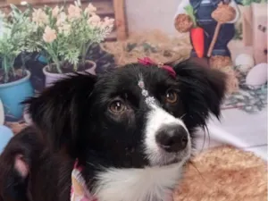 Cachorro raça SRD-ViraLata idade 4 anos nome Lupita