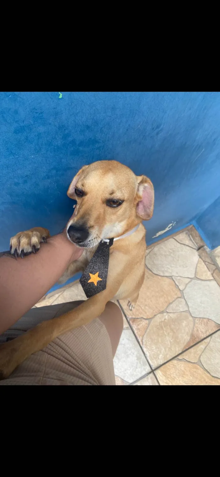 Cachorro ra a SRD-ViraLata idade 5 anos nome Joey