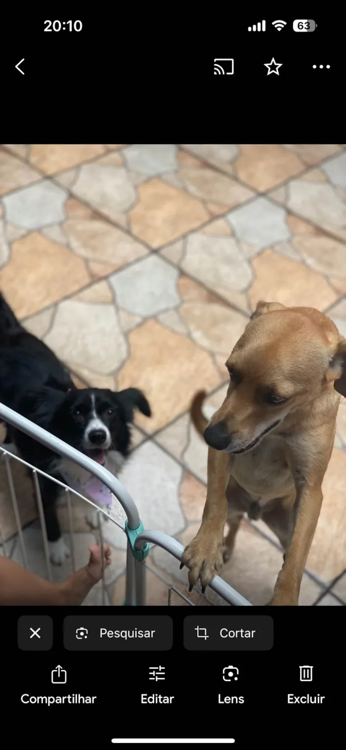 Cachorro ra a SRD-ViraLata idade 5 anos nome Joey