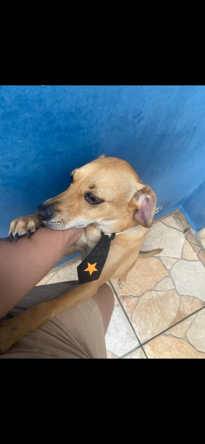 Cachorro ra a SRD-ViraLata idade 5 anos nome Joey