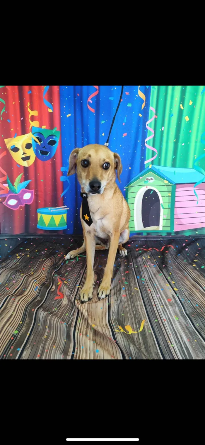 Cachorro ra a SRD-ViraLata idade 5 anos nome Joey