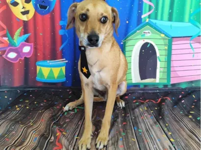 Cachorro raça SRD-ViraLata idade 5 anos nome Joey