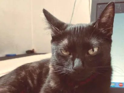 Gato raça SRD-ViraLata idade 2 a 6 meses nome Haiana