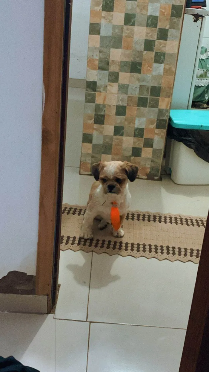 Cachorro ra a Shitzu idade 3 anos nome Oliver 