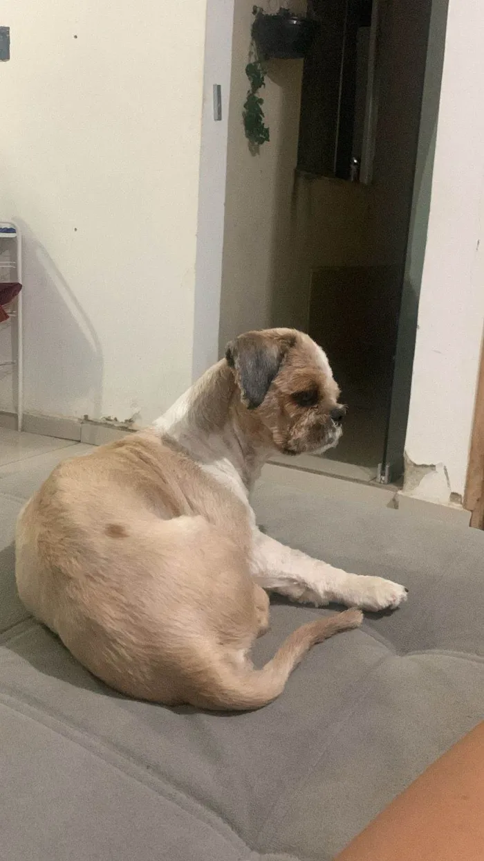 Cachorro ra a Shitzu idade 3 anos nome Oliver 