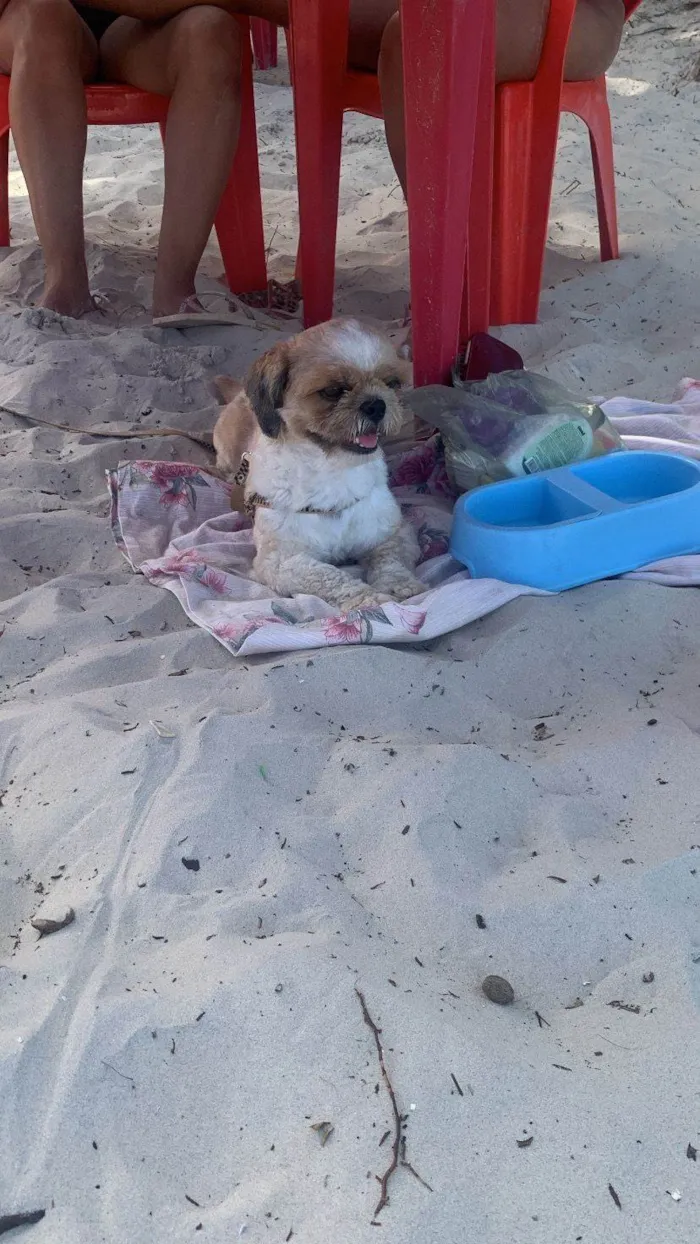 Cachorro ra a Shitzu idade 3 anos nome Oliver 