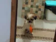 Oliver 