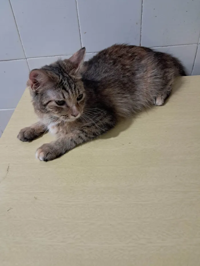Gato ra a SRD-ViraLata idade 7 a 11 meses nome Liz
