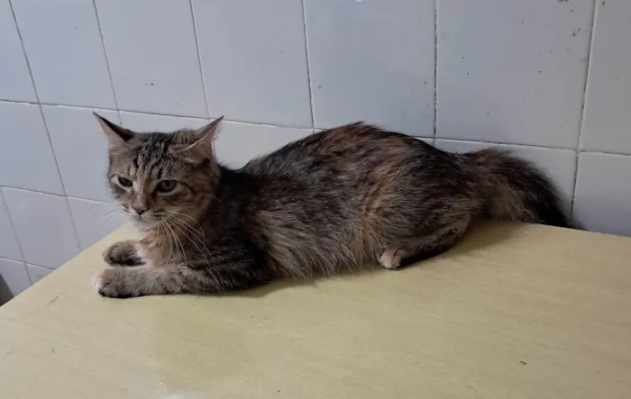 Gato ra a SRD-ViraLata idade 7 a 11 meses nome Liz
