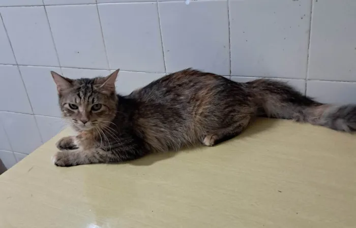 Gato ra a SRD-ViraLata idade 7 a 11 meses nome Liz