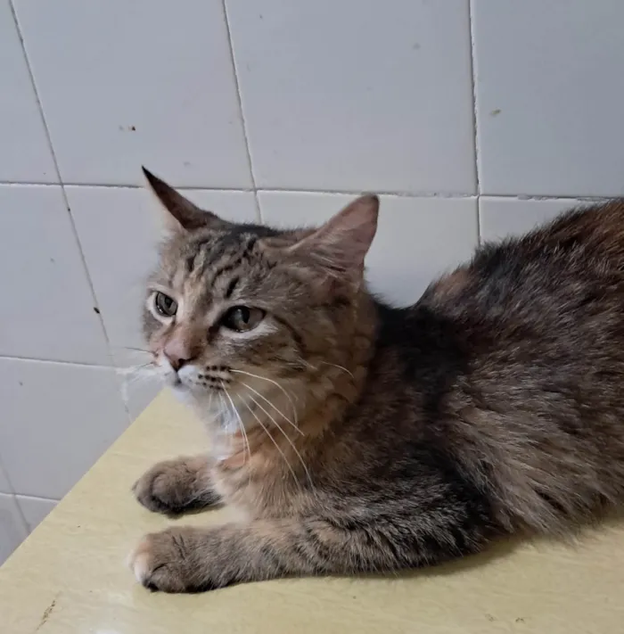 Gato ra a SRD-ViraLata idade 7 a 11 meses nome Liz