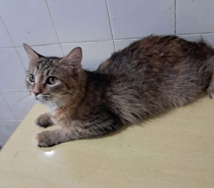 Gato ra a SRD-ViraLata idade 7 a 11 meses nome Liz
