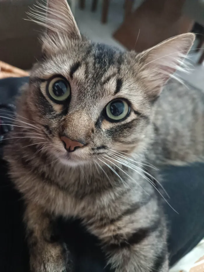 Gato ra a SRD-ViraLata idade 3 anos nome Tigrinho 