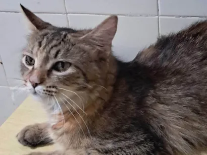 Gato raça SRD-ViraLata idade 7 a 11 meses nome Liz