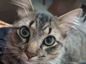 Gato raça SRD-ViraLata idade 3 anos nome Tigrinho 