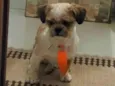Oliver 