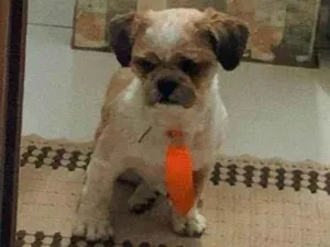 Cachorro raça Shitzu idade 3 anos nome Oliver 