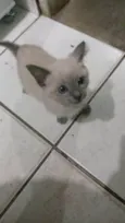Akira