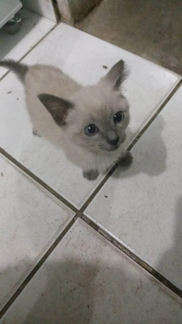 Gato ra a Siamês idade 2 a 6 meses nome Akira