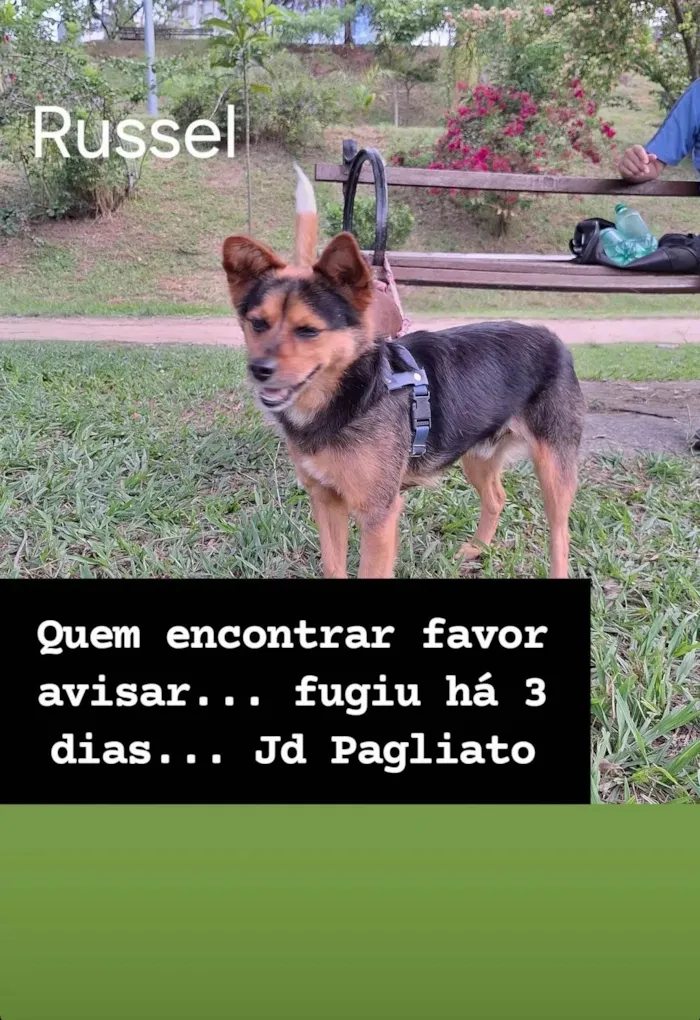 Cachorro ra a SRD-ViraLata idade 6 ou mais anos nome RUSSEL