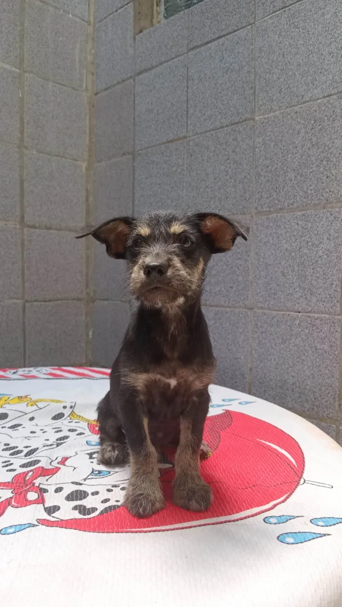 Cachorro ra a SRD-ViraLata idade 2 a 6 meses nome Pingo
