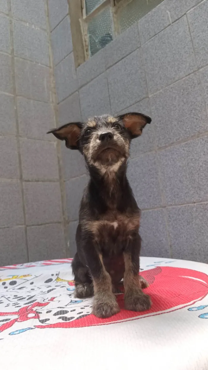 Cachorro ra a SRD-ViraLata idade 2 a 6 meses nome Pingo