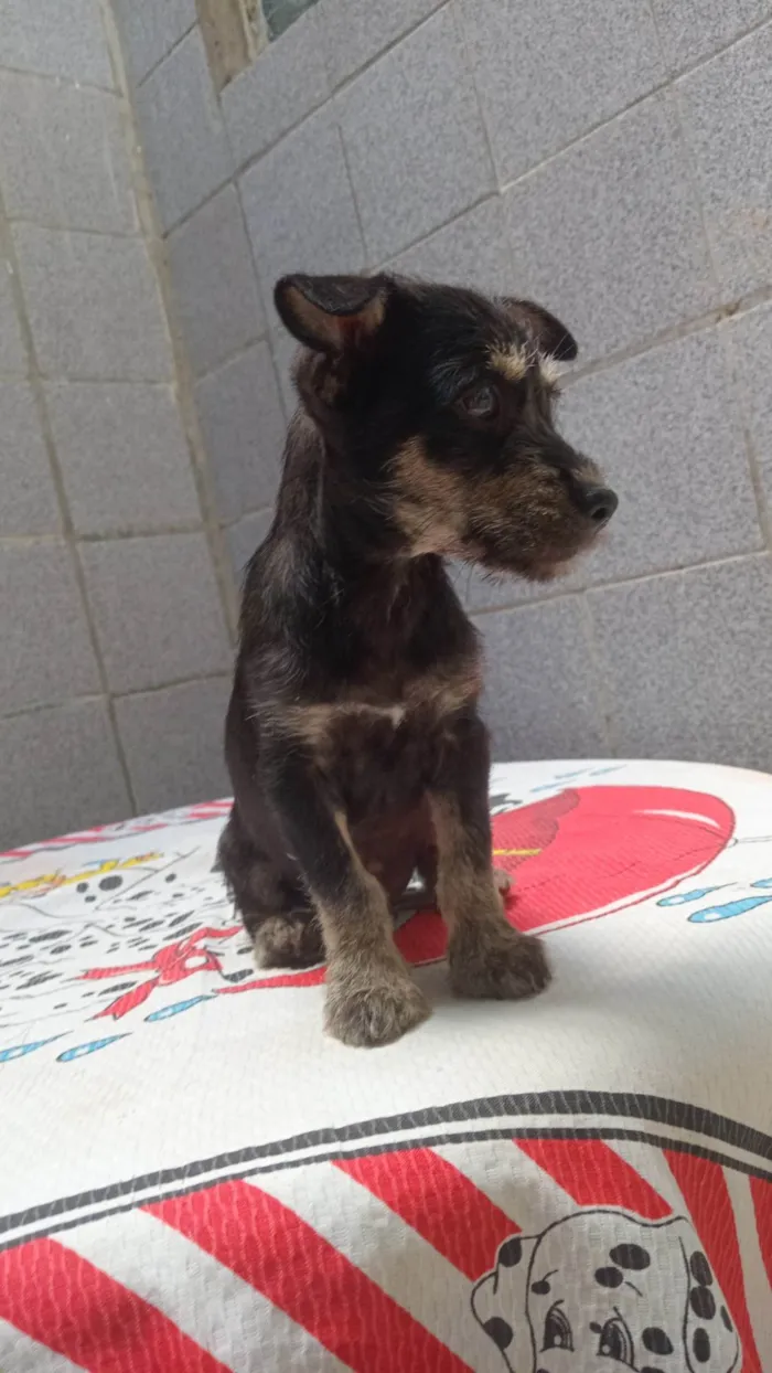 Cachorro ra a SRD-ViraLata idade 2 a 6 meses nome Pingo