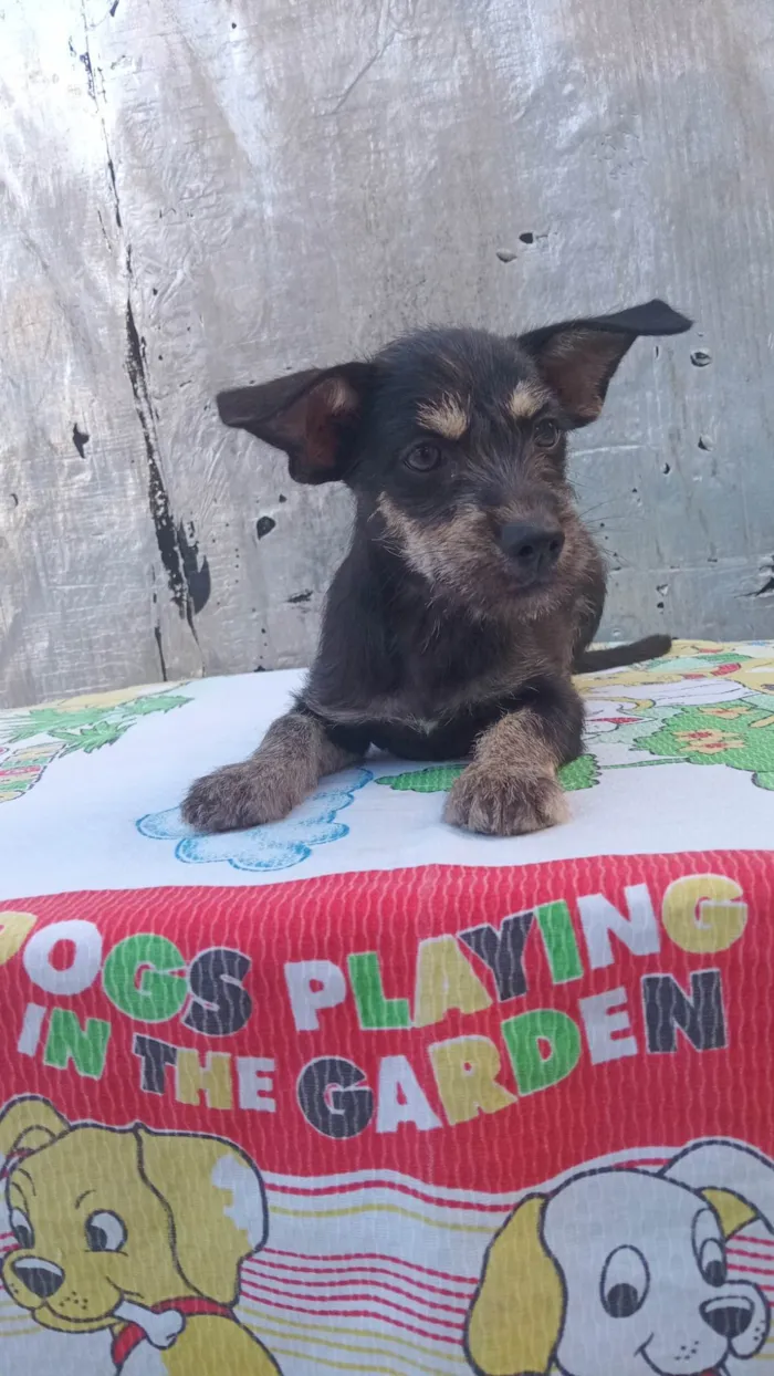 Cachorro ra a SRD-ViraLata idade 2 a 6 meses nome Pingo