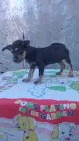 Pingo