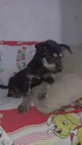 Pingo