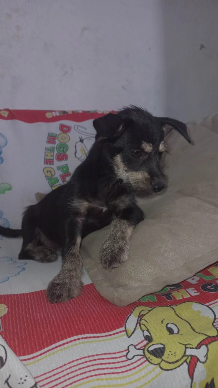 Cachorro ra a SRD-ViraLata idade 2 a 6 meses nome Pingo