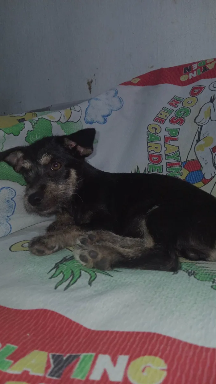 Cachorro ra a SRD-ViraLata idade 2 a 6 meses nome Pingo