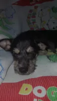 Pingo