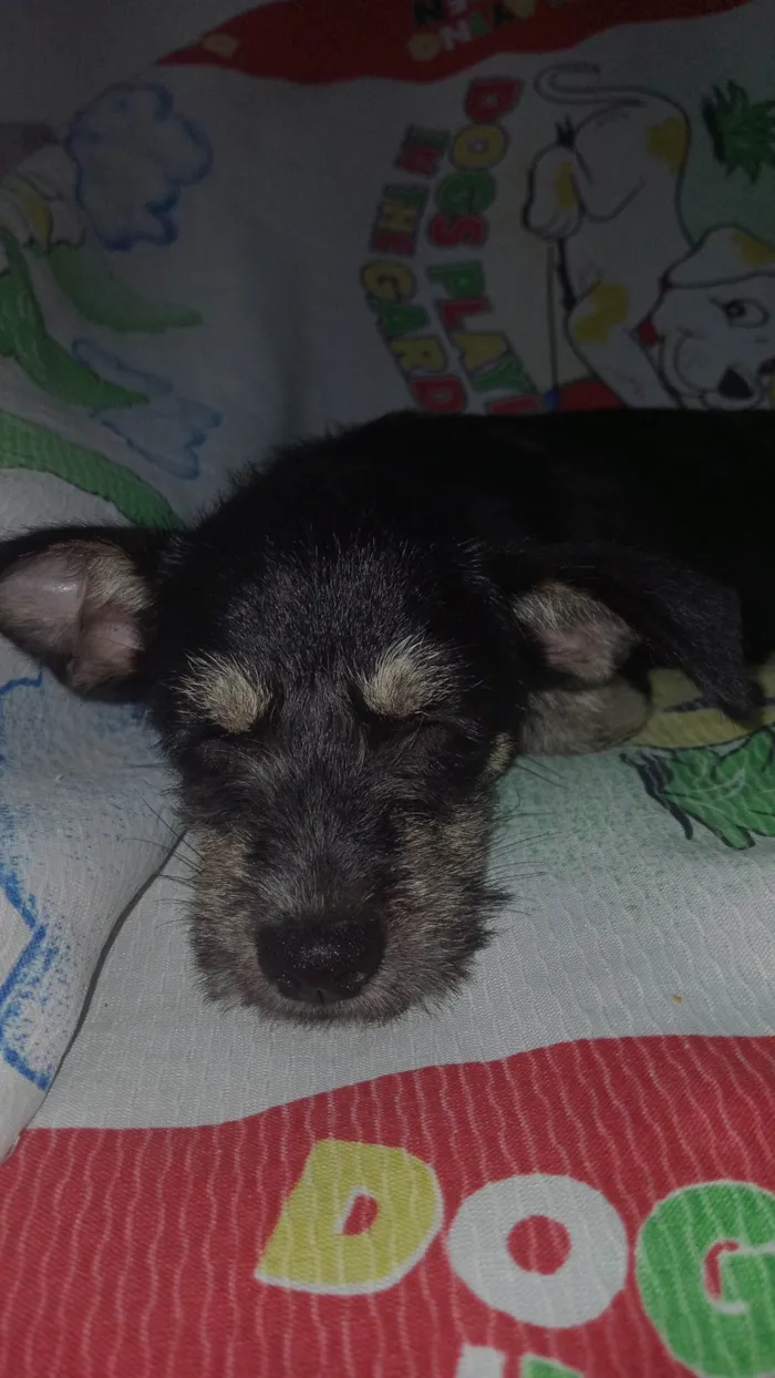 Cachorro ra a SRD-ViraLata idade 2 a 6 meses nome Pingo